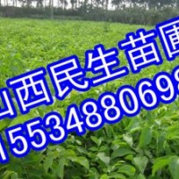 山西核桃苗 品種核桃苗 實(shí)生核桃苗