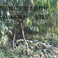 桃樹出售、5-8公分桃樹大量低價供應