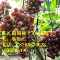 供應(yīng)山東葡萄苗 1-3年苗 當(dāng)年苗