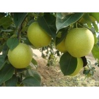 梨苗，蘋果苗，山楂苗
