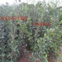 長(zhǎng)期供應(yīng)各類種苗