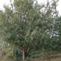 長期出售各種規(guī)格八棱海棠樹