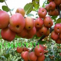 冬紅海棠苗，又名長(zhǎng)壽果，冬不落，山東北美海棠研究所