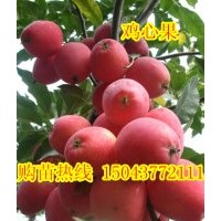 雞心果苗，吉林雞心果苗，蘋果苗