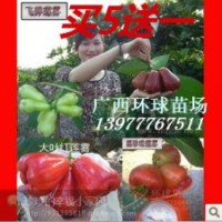 供應(yīng)臺灣品種 飛彈蓮霧 大葉蓮霧 可直蓮霧接來我苗場選苗
