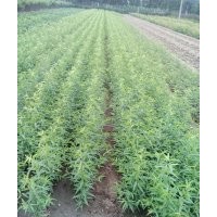 桃樹苗，0.5公分--6公分桃樹苗