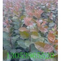 臨沂上百萬甜茶苗定向嫁接，定向回收。