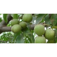 青皮核桃出售、大量青皮核桃低價供應(yīng)