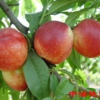桃苗品種：中油八號滿園紅中油四號綠化九號桃苗