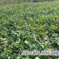 海天短枝核桃苗，批發(fā)良種核桃苗品種