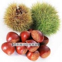 板栗苗批發(fā)，種板栗苗豐產(chǎn)技術(shù)由海天提供