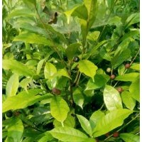 福建哪里有白花牛奶苗|福建哪有白花牛奶苗|福建白花牛奶苗