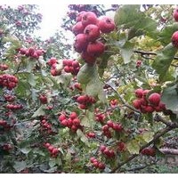 山楂樹大量出售、5、6、7公分山楂樹大量低價優(yōu)惠供應(yīng)