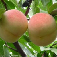 桃樹苗批發(fā)|桃樹苗種植技術(shù)
