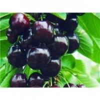 美早櫻桃苗|瑪瑙紅櫻桃苗