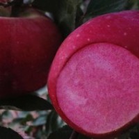 供應(yīng)紅色之愛蘋果樹苗
