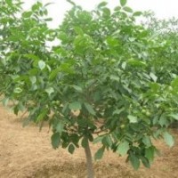 供應2-5公分小核桃樹