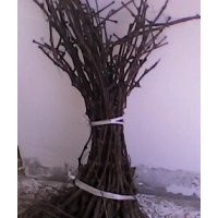 供應(yīng)純巨峰葡萄苗