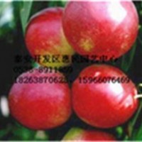 山東泰安當(dāng)年桃樹小苗批發(fā)價格