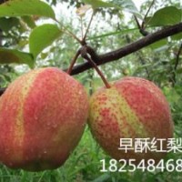 梨樹(shù)苗品種早酥紅梨樹(shù)苗早熟梨樹(shù)苗品種