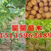 核桃苗