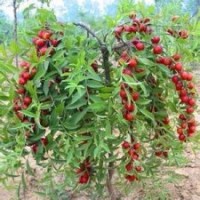 中華鈣果苗，農大鈣果苗|山西運城鈣果種植生產銷售廠