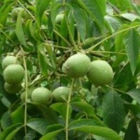 供應(yīng)核桃苗、核桃苗批發(fā)、核桃苗管理