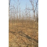 最新棗樹苗價(jià)格棗樹苗批發(fā)
