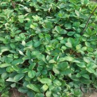 大量草莓苗批發(fā)，供應(yīng)紅顏草莓苗價格，大棚草莓苗木