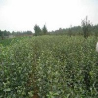 矮化蘋果苗價格，煙富蘋果苗供應(yīng)，山東蘋果苗品種