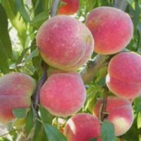 外表美，心里甜的迎霜紅桃苗，突圍桃苗，春雪桃苗，夏之夢桃苗黃