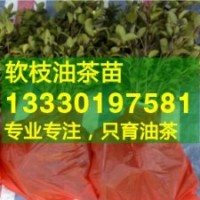 湖南省懷化市高產(chǎn)油茶苗,中方,沅陵,辰溪縣嫁接油茶樹苗價格