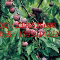 脆紅李修剪，重慶翠紅李批發(fā)，重慶李子苗培育