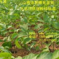 供應優(yōu)質清香核桃苗