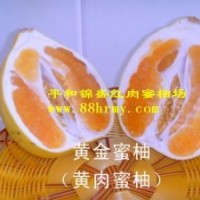 供應(yīng)黃肉蜜柚苗木