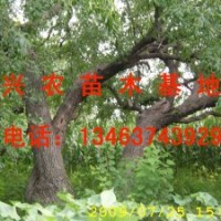 觀景棗樹
