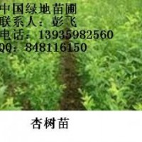 供應(yīng)杏樹苗+杏樹苗+杏樹苗+杏樹苗+杏樹苗價格