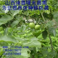8518核桃苗/山西核桃苗/薄皮核桃苗/陜西核桃苗