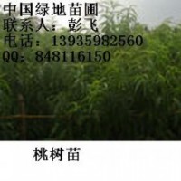 供應(yīng)桃樹苗=桃樹苗=桃樹苗=桃樹苗=桃樹苗價格