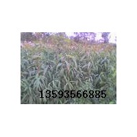 供應(yīng)山桃苗#毛桃苗#一，二年山桃成品苗價(jià)格