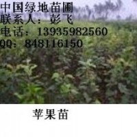 供應(yīng)蘋果苗 蘋果苗 紅富士蘋果苗 紅富士蘋果苗價格