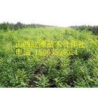 供應(yīng)核桃苗 白蠟苗 合歡苗 五角楓 國槐苗