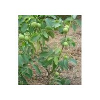 供應(yīng)薄皮核桃苗 薄皮核桃苗價(jià)格 薄皮核桃苗栽培技術(shù) 山西薄皮核