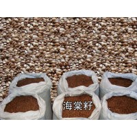 八棱海棠樹