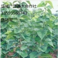 嫁接杏樹苗出售、杏樹苗供應(yīng)價(jià)格