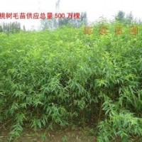桃樹苗，毛桃苗，桃樹小苗，北集坡桃樹苗