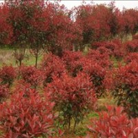 常年供山楂苗，櫻桃苗，紅葉碧桃苗，紫葉李苗。