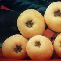 四川優(yōu)質(zhì)嫁接大五星枇杷苗