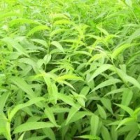 供應(yīng)今年新優(yōu)質(zhì)毛桃苗 山西毛桃苗