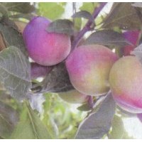 四平出售吉?jiǎng)倮钭用?，白城晚黃李子苗，吉林省公主嶺誠(chéng)信苗木基地